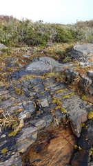 Colobanthus quitensis