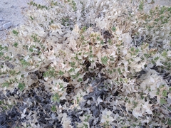 Ambrosia ilicifolia