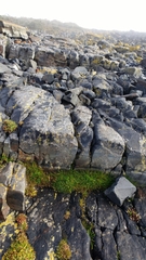 Colobanthus quitensis