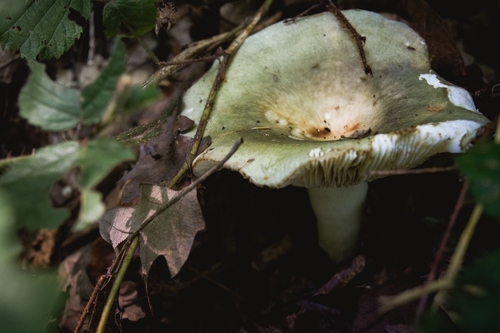 Russula heterophylla — (c) Lazar Popović, some rights reserved (CC BY)