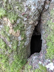 Pterigynandrum filiforme