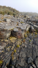 Colobanthus quitensis