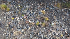 Colobanthus quitensis