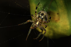 Neoscona rufipalpis