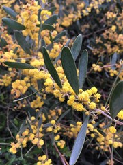 Acacia redolens