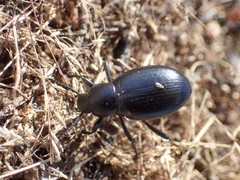 Eleodes carbonaria omissa