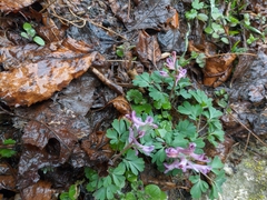 Corydalis paczoskii