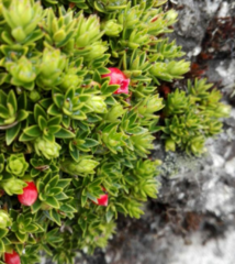 Disterigma empetrifolium