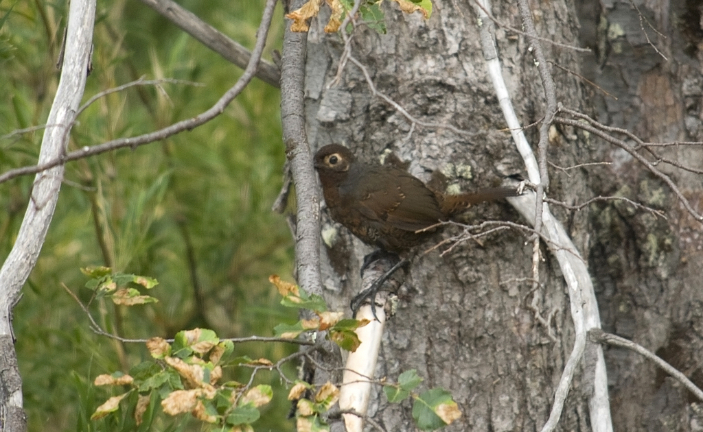 Chestnut-throated Huet-huet