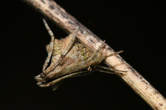 Cyphalonotus