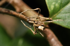 Cyphalonotus