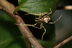 Cyphalonotus