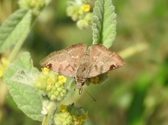 Arteurotia tractipennis