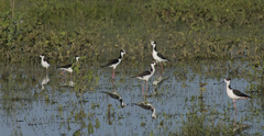 Himantopus mexicanus melanurus