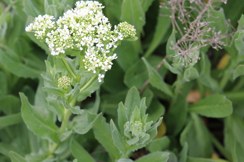 Heart-podded Hoary Cress