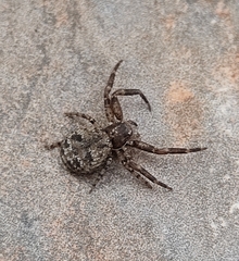 Bassaniodes squalidus