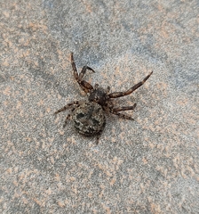 Bassaniodes squalidus