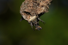 Araneidae