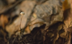 Marasmius bulliardii