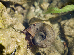 Planorbarius corneus