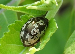 Calligrapha intermedia