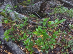 Maytenus magellanica