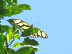 Philaethria wernickei