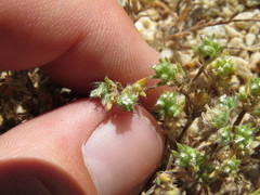 Eremocarya micrantha