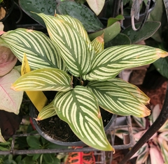 Goeppertia elliptica