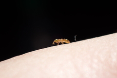 Diversinervus