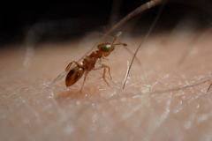 Diversinervus