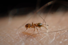 Diversinervus