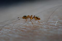Diversinervus