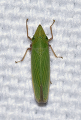 Draeculacephala bradleyi