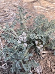 Vesper constancei