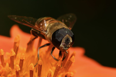 Phytomia