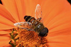 Phytomia