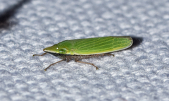 Draeculacephala bradleyi