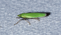 Draeculacephala bradleyi