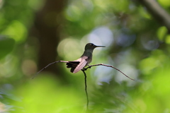 Thalurania glaucopis