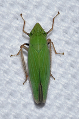 Draeculacephala bradleyi
