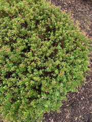 Erica carnea