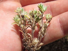 Eremocarya micrantha