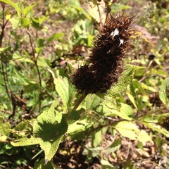 Lepechinia caulescens