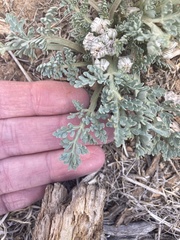 Vesper constancei