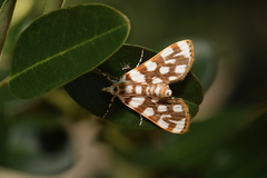 Obtusipalpis pardalis