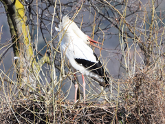 Ciconia ciconia