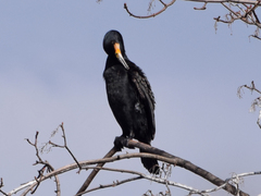 Phalacrocorax carbo