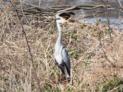 Ardea cinerea