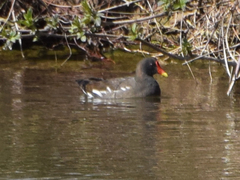 Gallinula chloropus